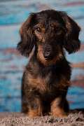 So A Hund - Galerie