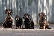 So A Hund - Galerie