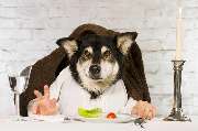 So A Hund - Galerie