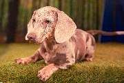 So A Hund - Galerie