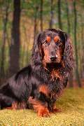 So A Hund - Galerie