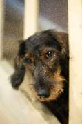 So A Hund - Galerie