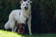 So A Hund - Galerie