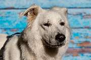 So A Hund - Galerie