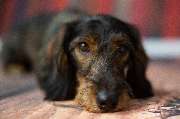 So A Hund - Galerie