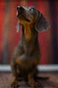 So A Hund - Galerie
