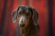 So A Hund - Galerie