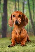 So A Hund - Galerie