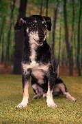 So A Hund - Galerie