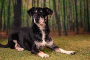 So A Hund - Galerie