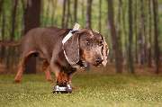 So A Hund - Galerie
