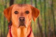 So A Hund - Galerie