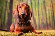 So A Hund - Galerie