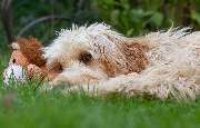 So A Hund - Galerie