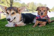 So A Hund - Galerie