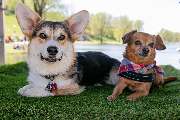 So A Hund - Galerie