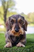 So A Hund - Galerie