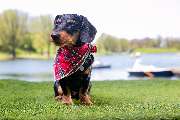So A Hund - Galerie