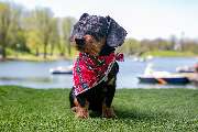 So A Hund - Galerie