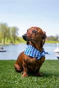 So A Hund - Galerie