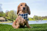 So A Hund - Galerie