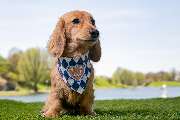 So A Hund - Galerie