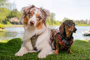 So A Hund - Galerie
