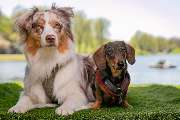So A Hund - Galerie