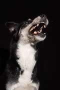 So A Hund - Galerie