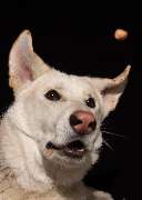 So A Hund - Galerie