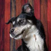 So A Hund - Galerie