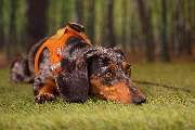 So A Hund - Galerie