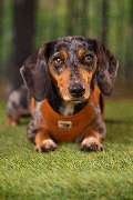 So A Hund - Galerie