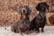 So A Hund - Galerie