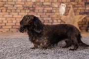 So A Hund - Galerie