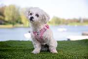 So A Hund - Galerie