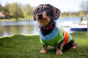 So A Hund - Galerie
