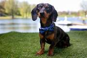 So A Hund - Galerie