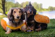 So A Hund - Galerie