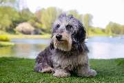 So A Hund - Galerie