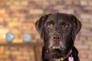 So A Hund - Galerie