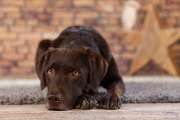 So A Hund - Galerie