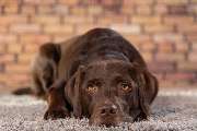 So A Hund - Galerie