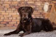 So A Hund - Galerie