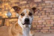 So A Hund - Galerie