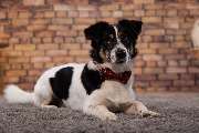 So A Hund - Galerie
