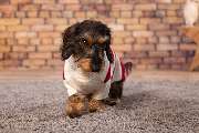 So A Hund - Galerie