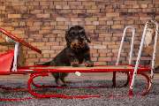 So A Hund - Galerie