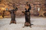 So A Hund - Galerie