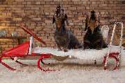 So A Hund - Galerie